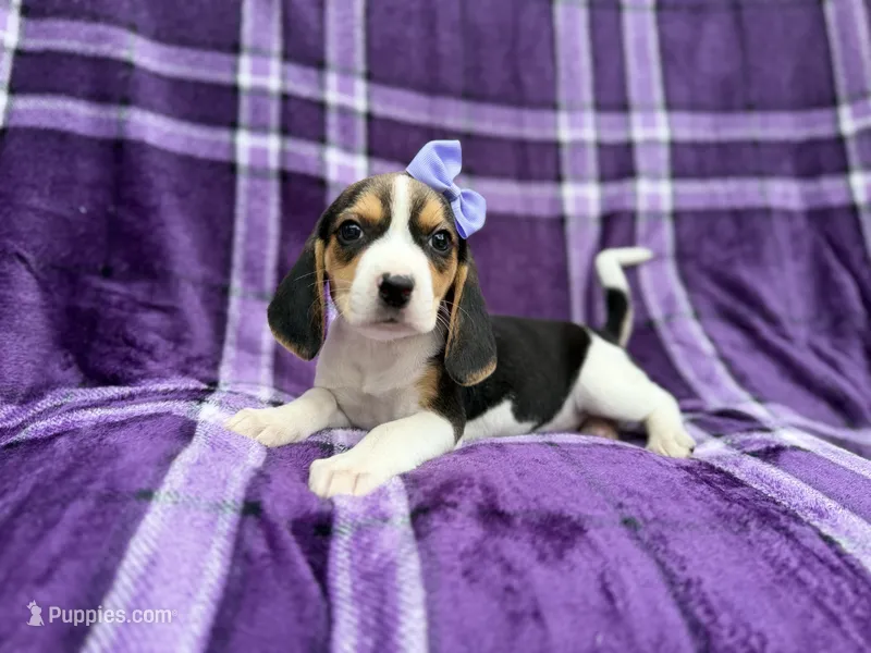 Pooh – Beagle puppy for sale in Lakeland, FL