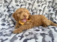 Toby, a male Cockapoo for sale in Lakeland, FL – 5 of 8