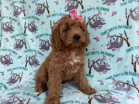 Blaire, a female Cavapoo for sale in Lakeland, FL – 5 of 8