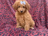 Darcy, a female Miniature Goldendoodle for sale in Lakeland, FL – 6 of 8