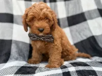 Benny, a male Cavapoo for sale in Lakeland, FL – 9 of 9