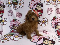 Bella, a female Cavapoo for sale in Lakeland, FL – 7 of 8