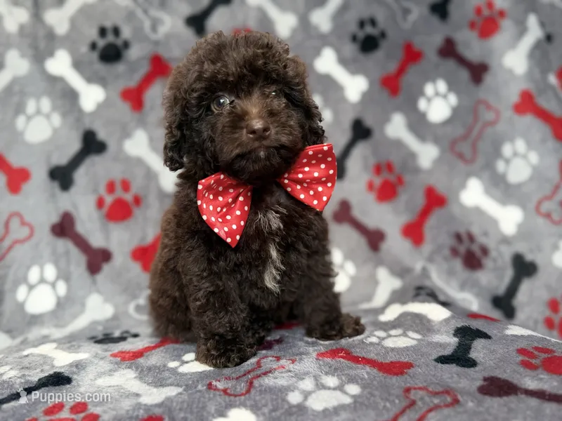Benson – Shihpoo, Poodle - Miniature  puppy for sale in Lakeland, FL