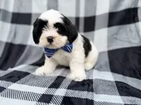 Simon, a male Shih Tzu and Shichon for sale in Lakeland, FL – 3 of 10