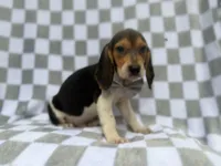 Winston, a male Beagle for sale in Lakeland, FL – 5 of 9