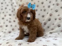 Bailey, a female Cavapoo for sale in Lakeland, FL – 7 of 8