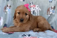 Marley, a female Golden Retriever for sale in Lakeland, FL – Photo 5 of 9