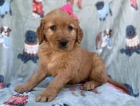 Marley, a female Golden Retriever for sale in Lakeland, FL – Photo 8 of 9