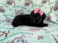 Darla, a female Miniature Aussiedoodle for sale in Lakeland, FL – 4 of 6