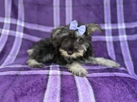 Puddles, a female Miniature Schnauzer for sale in Lakeland, FL – 8 of 9