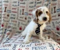 Tony, a male Cockapoo for sale in Lakeland, FL – 5 of 9