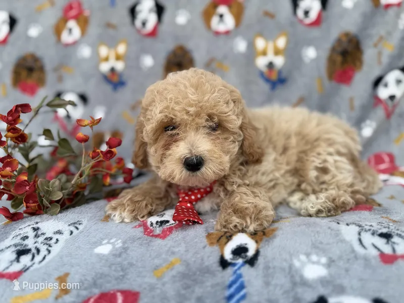 Sonny – Bichon Frise, Poodle - Miniature  puppy for sale in Lakeland, FL