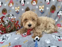 Sonny, a male Bichon Frise and Poodle - Miniature  for sale in Lakeland, FL – Photo 1 of 7