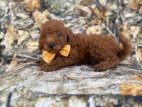 Luca, a male Miniature Goldendoodle for sale in Lakeland, FL – 9 of 9