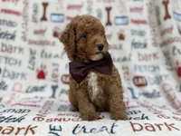Adam, a male Cavapoo and Poodle - Miniature  for sale in Lakeland, FL – 4 of 9