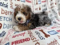 Otto, a male Miniature Aussiedoodle for sale in Lakeland, FL – 10 of 10