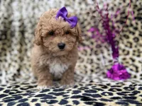 Roxy, a female Poochon for sale in Lakeland, FL – Photo 2 of 8