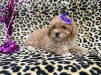 Roxy, a female Poochon for sale in Lakeland, FL – Photo 7 of 8