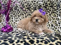 Roxy, a female Poochon for sale in Lakeland, FL – Photo 8 of 8