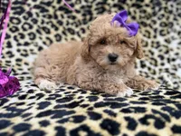 Roxy, a female Poochon for sale in Lakeland, FL – Photo 1 of 8
