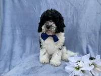 Odie, a male Cavapoo for sale in Lakeland, FL – Photo 6 of 8