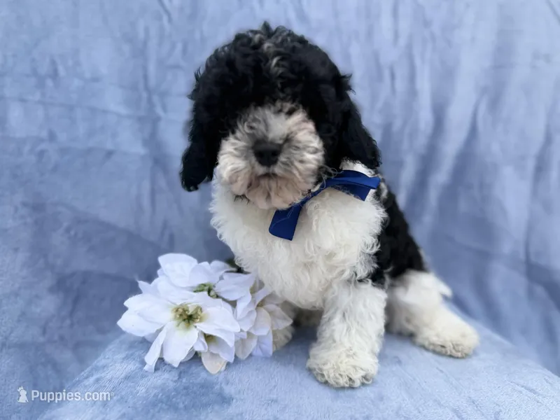 Odie, a male Cavapoo for sale in Lakeland, FL – Photo 1 of 8