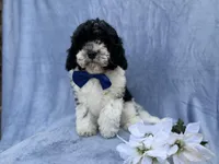 Odie, a male Cavapoo for sale in Lakeland, FL – Photo 4 of 8