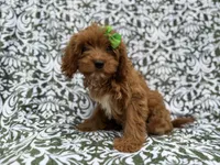 Dolly, a female Cavapoo for sale in Lakeland, FL – 4 of 8