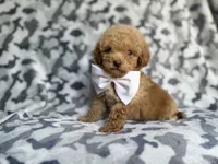 Freddy, a male Cockapoo and Poodle - Miniature  for sale in Lakeland, FL – 5 of 8
