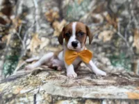 Denver, a male Jack Russell Terrier and Cavalier King Charles Spaniel for sale in Lakeland, FL – 6 of 8