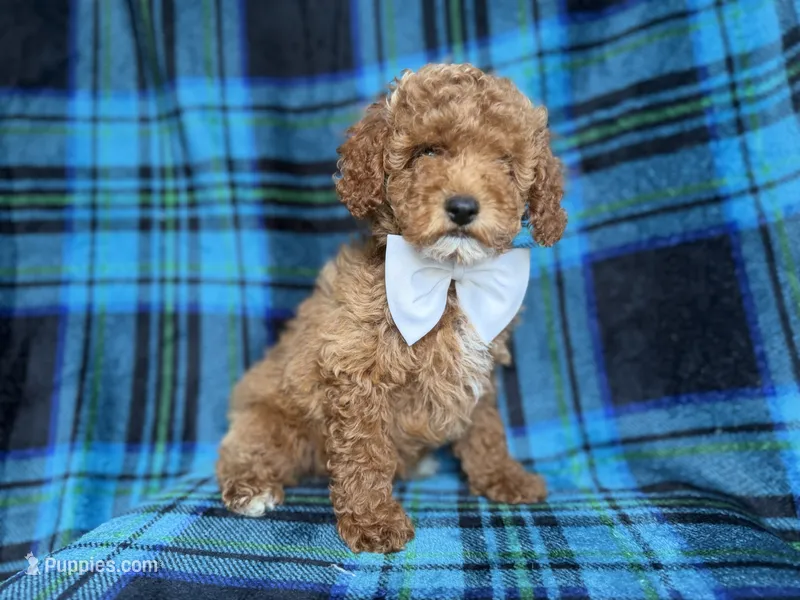 Rags – Cockapoo puppy for sale in Lakeland, FL