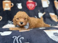 Lance, a male Cavapoo for sale in Lakeland, FL – 6 of 7