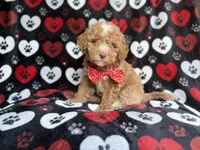 Pluto, a male Poodle - Miniature  for sale in Lakeland, FL – 7 of 9