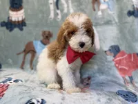 Tater, a male Poodle - Miniature  for sale in Lakeland, FL – 5 of 10