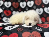 Hex, a male Bichpoo for sale in Lakeland, FL – 2 of 10