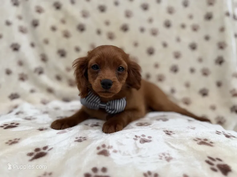 Dax – Cavapoo puppy for sale in Lakeland, FL