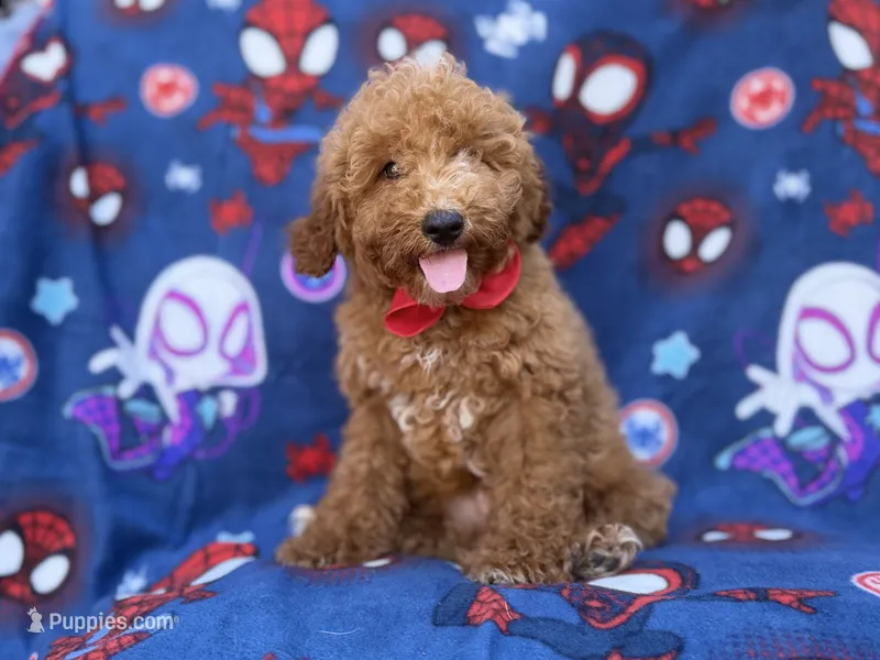 Felix – Poodle - Miniature , Miniature Goldendoodle puppy for sale in Lakeland, FL