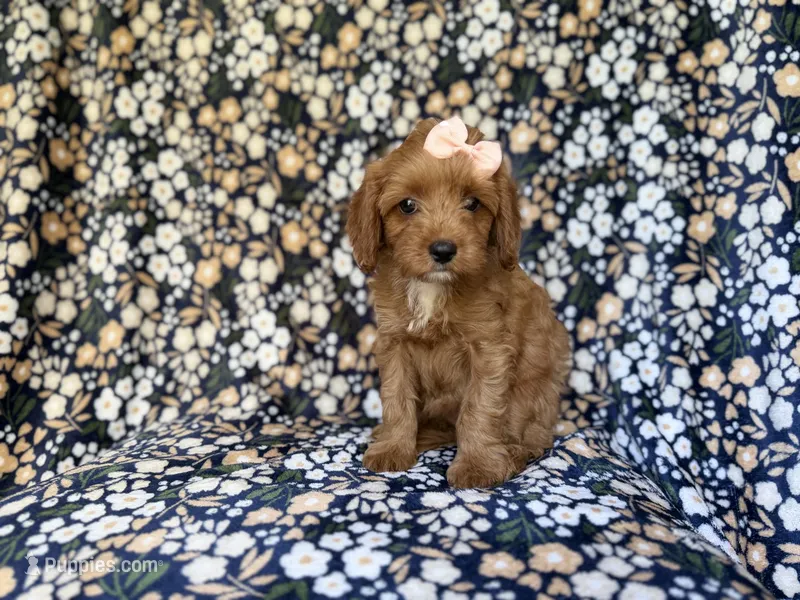 Marley – Cavapoo puppy for sale in Lakeland, FL