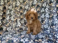 Marley, a female Cavapoo for sale in Lakeland, FL – 1 of 9
