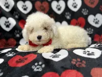 Hex, a male Bichpoo for sale in Lakeland, FL – 2 of 10