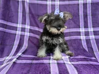 Puddles, a female Miniature Schnauzer for sale in Lakeland, FL – 9 of 9