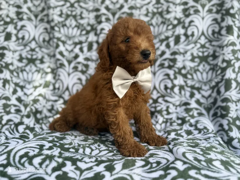 Leon – Goldendoodle puppy for sale in Lakeland, FL
