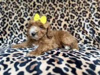 Janey, a female Cockapoo and Poodle - Miniature  for sale in Lakeland, FL – 5 of 9