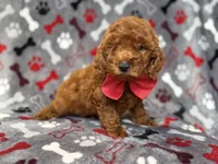 Smokey, a male Miniature Goldendoodle for sale in Lakeland, FL – 3 of 8