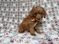 Marcus, a male Cockapoo and Poodle - Miniature  for sale in Lakeland, FL – 3 of 7