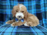 Pablo, a male Cockapoo for sale in Lakeland, FL – 7 of 8