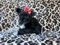Zelda, a female Miniature Schnauzer for sale in Lakeland, FL – 5 of 10