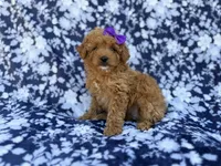 Ariel, a female Cavapoo and Poodle - Miniature  for sale in Lakeland, FL – Photo 6 of 8