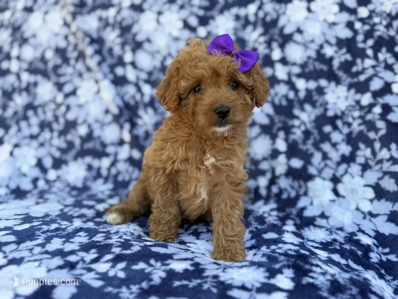 Ariel – Cavapoo, Poodle - Miniature  puppy for sale in Lakeland, FL