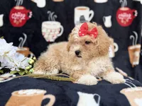 Sadie, a female Poochon for sale in Lakeland, FL – Photo 6 of 8